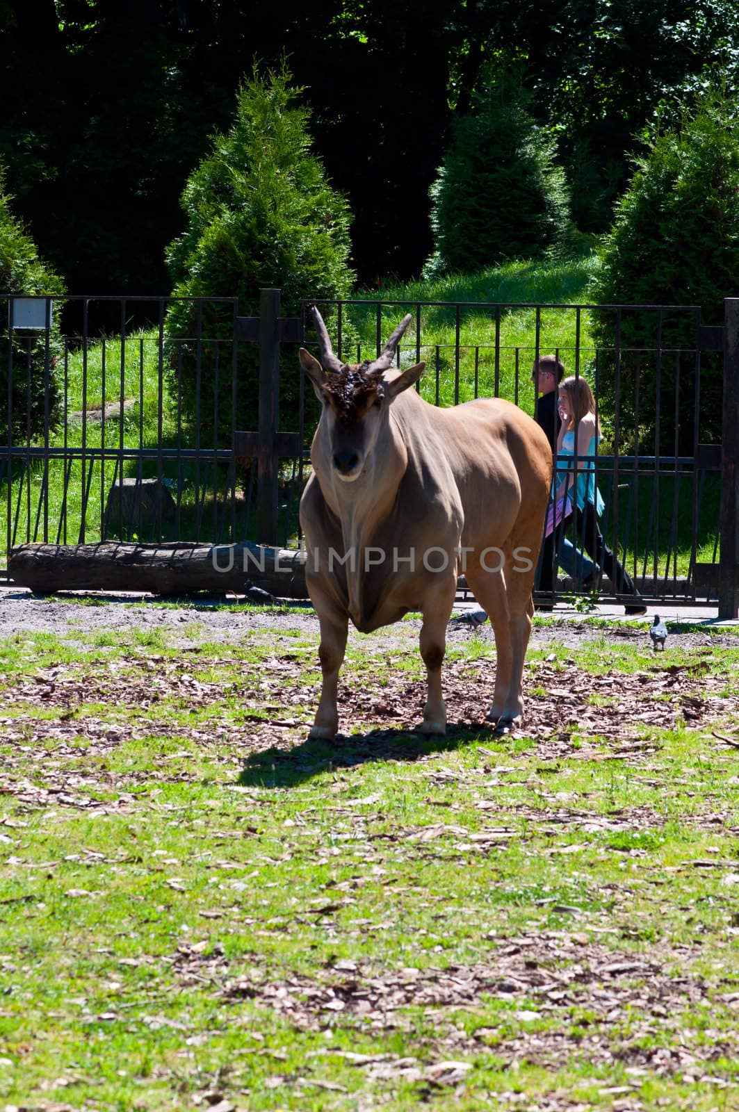 The antelope in a zoo stands and looks at people.