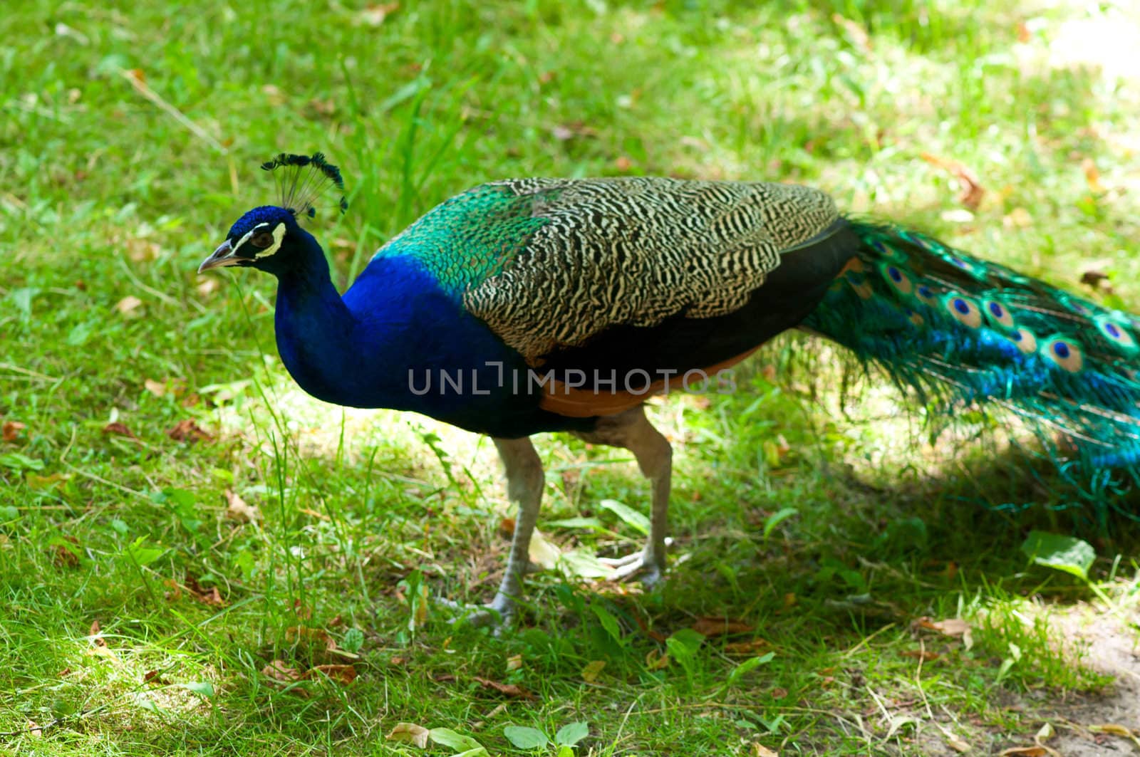 Picture of a beautiful male peacock with colorful tail on display.