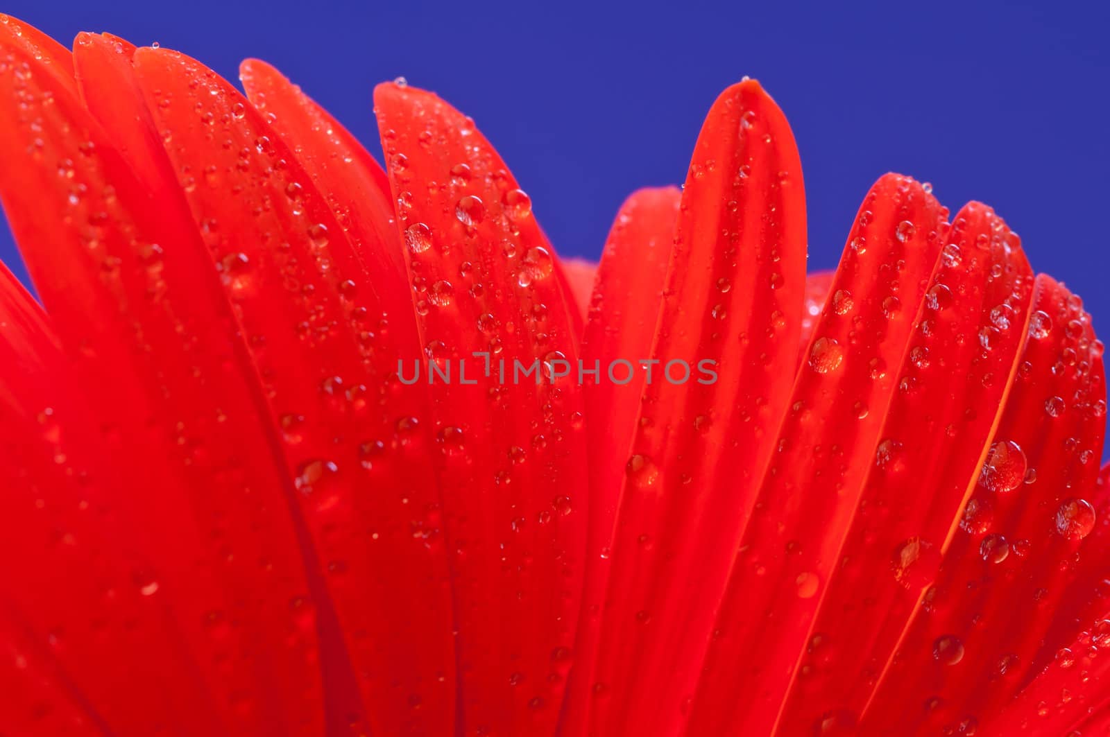 Gerbera is a genus of ornamental plants from the sunflower family (Asteraceae).