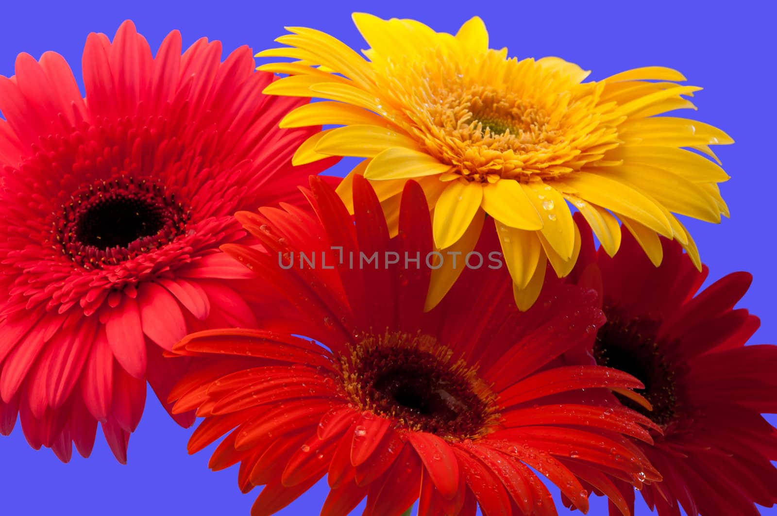 Gerbera is a genus of ornamental plants from the sunflower family (Asteraceae).