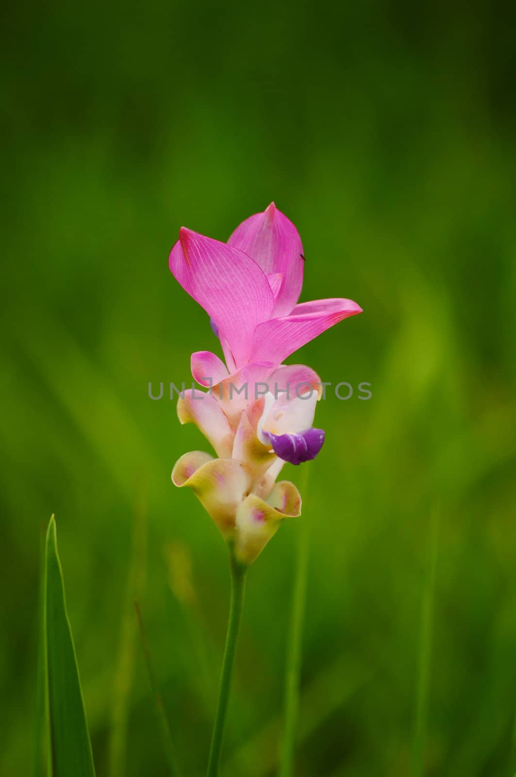 Siam Tulip Flower in Thailand by samurai