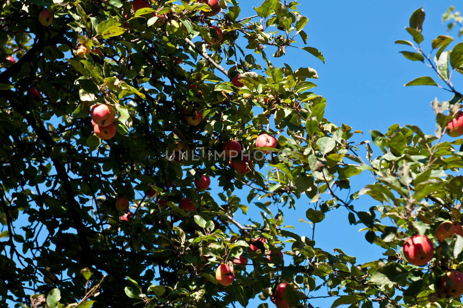 Red ripe apples on apple tree branch, blue sky background