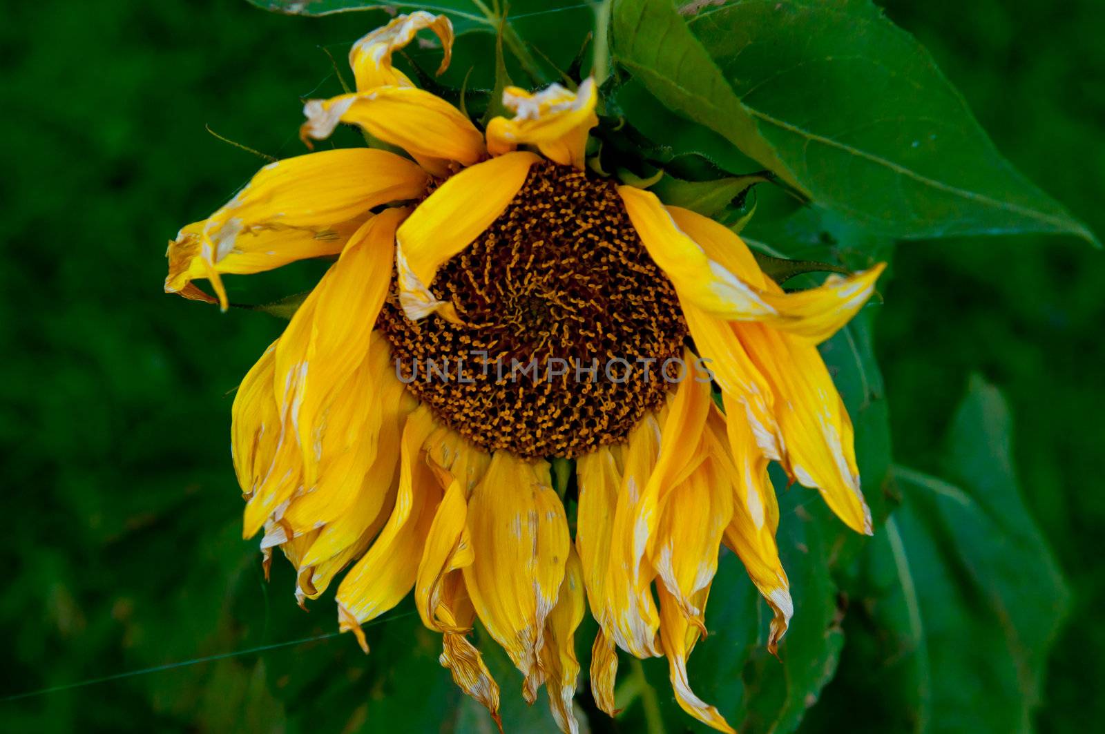 Sunflower Wilting in the hot sun. Green leaves and stems.