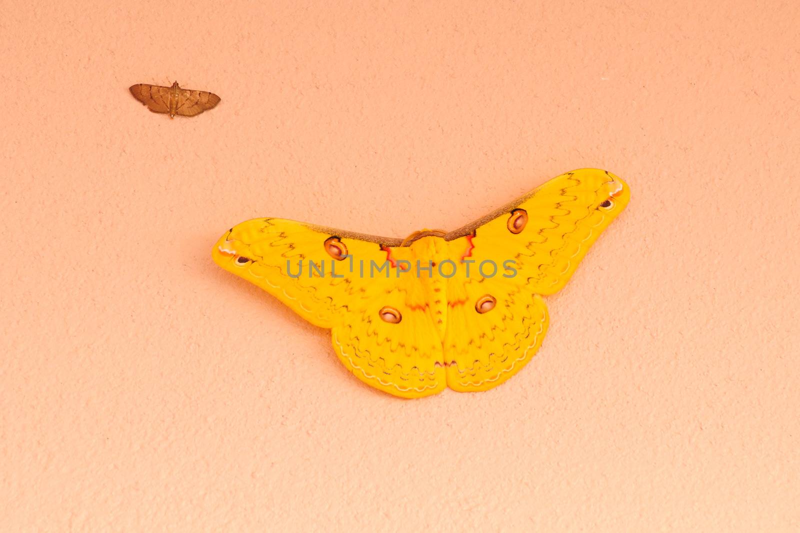 yellow butterfly in Thailand