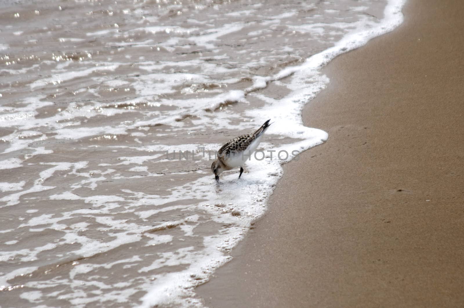 High resolution image. Beach of sea of Japan in Russia.