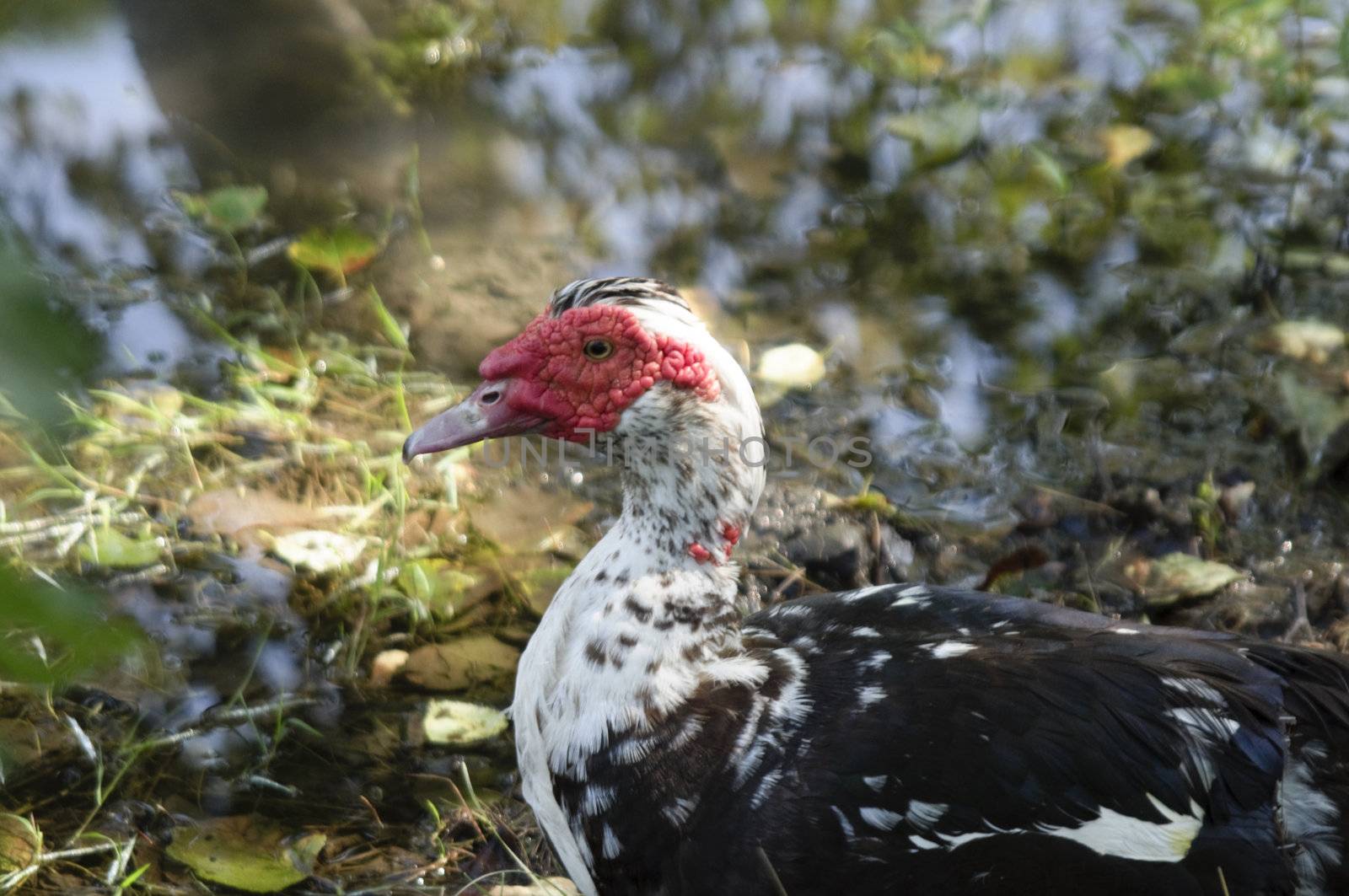Duck float on the river. Beautiful birds. Life on a farm.