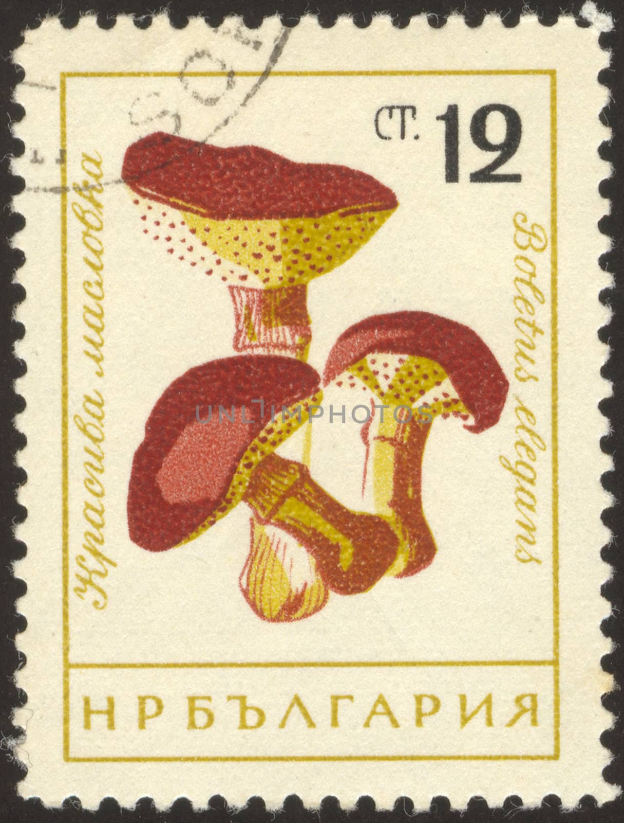 The scanned stamp. The Bulgarian stamp. Mushrooms from forest.