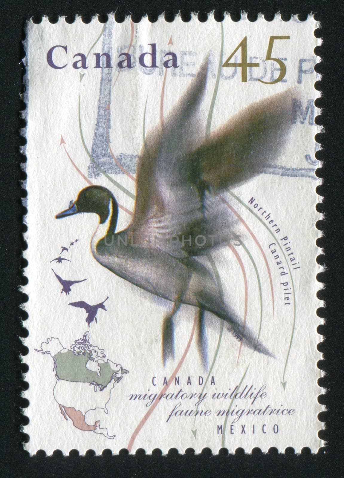 CANADA - CIRCA 1995: Migratory Wildlife. Northern pintail, circa 1995.
