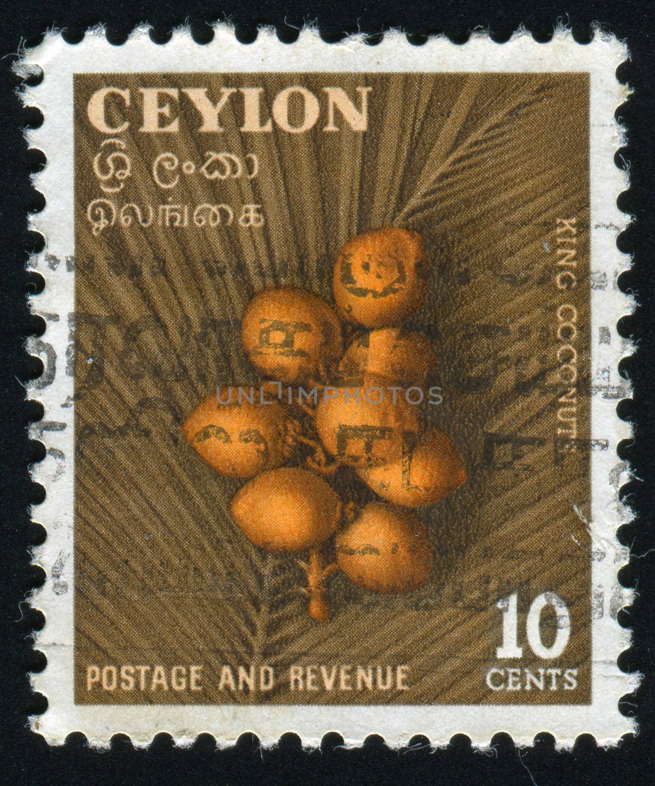 CEYLON - CIRCA 1954: Coconut palm tree with nuts, circa 1954.