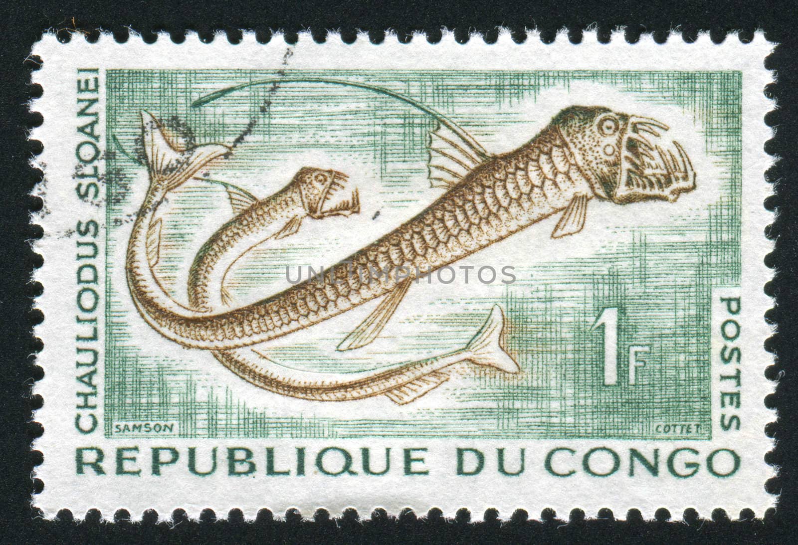 GAMBIA - CIRCA 1966: Sloane's viperfish, Chauliodus sloani, is a dragonfish of the genus Chauliodus, found in all tropical and subtropical oceans, at depths down to 2,500 m, circa 1966.