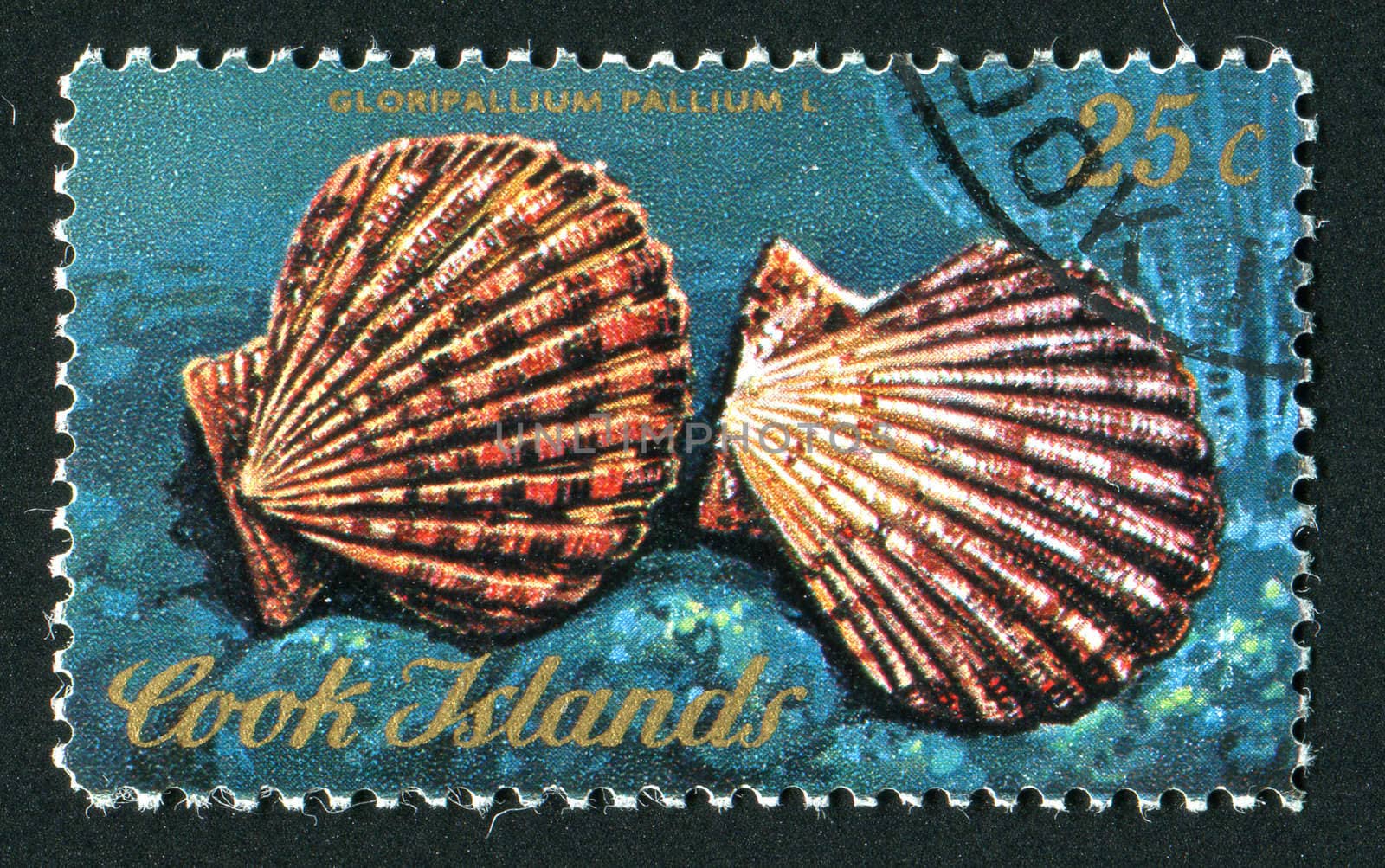 COOK ISLANDS - CIRCA 1975: Gastropod shell is a shell which is part of the body of a gastropod or snail, circa 1975.