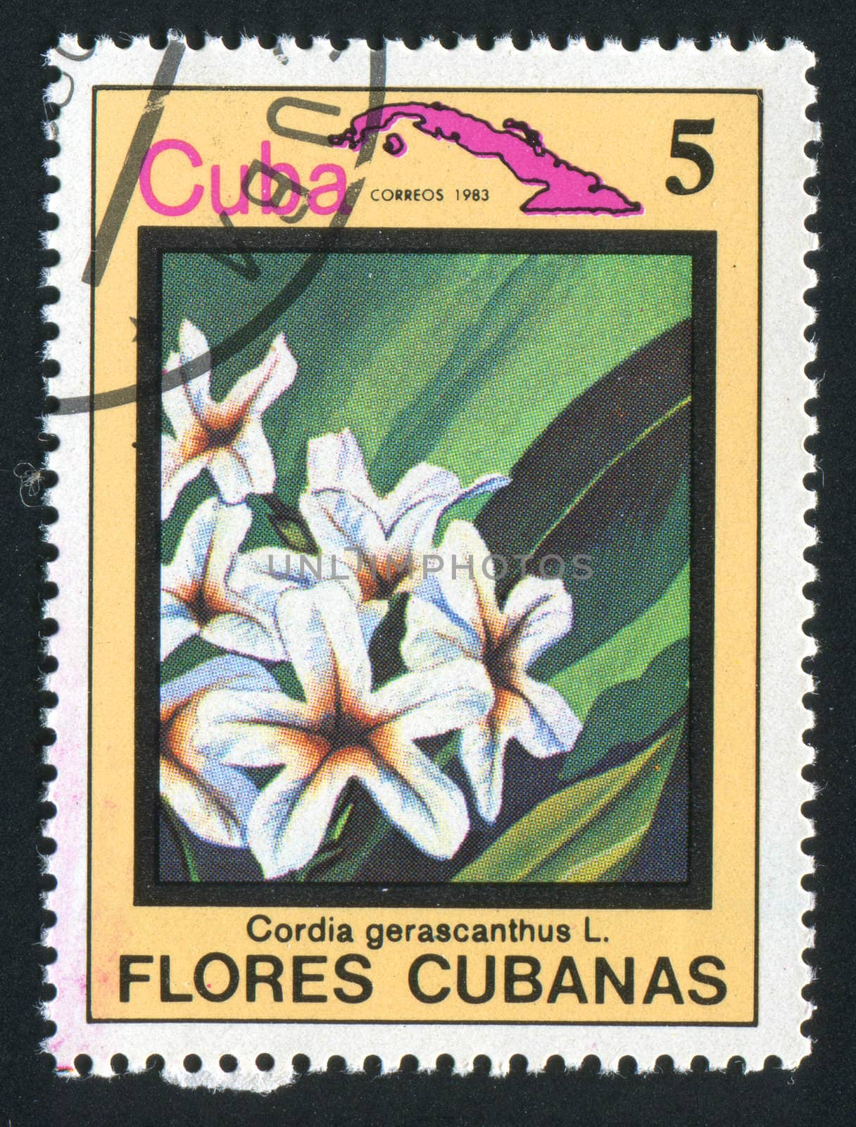 CUBA - CIRCA 1983: Latin Beautiful tropical flower, circa 1983.