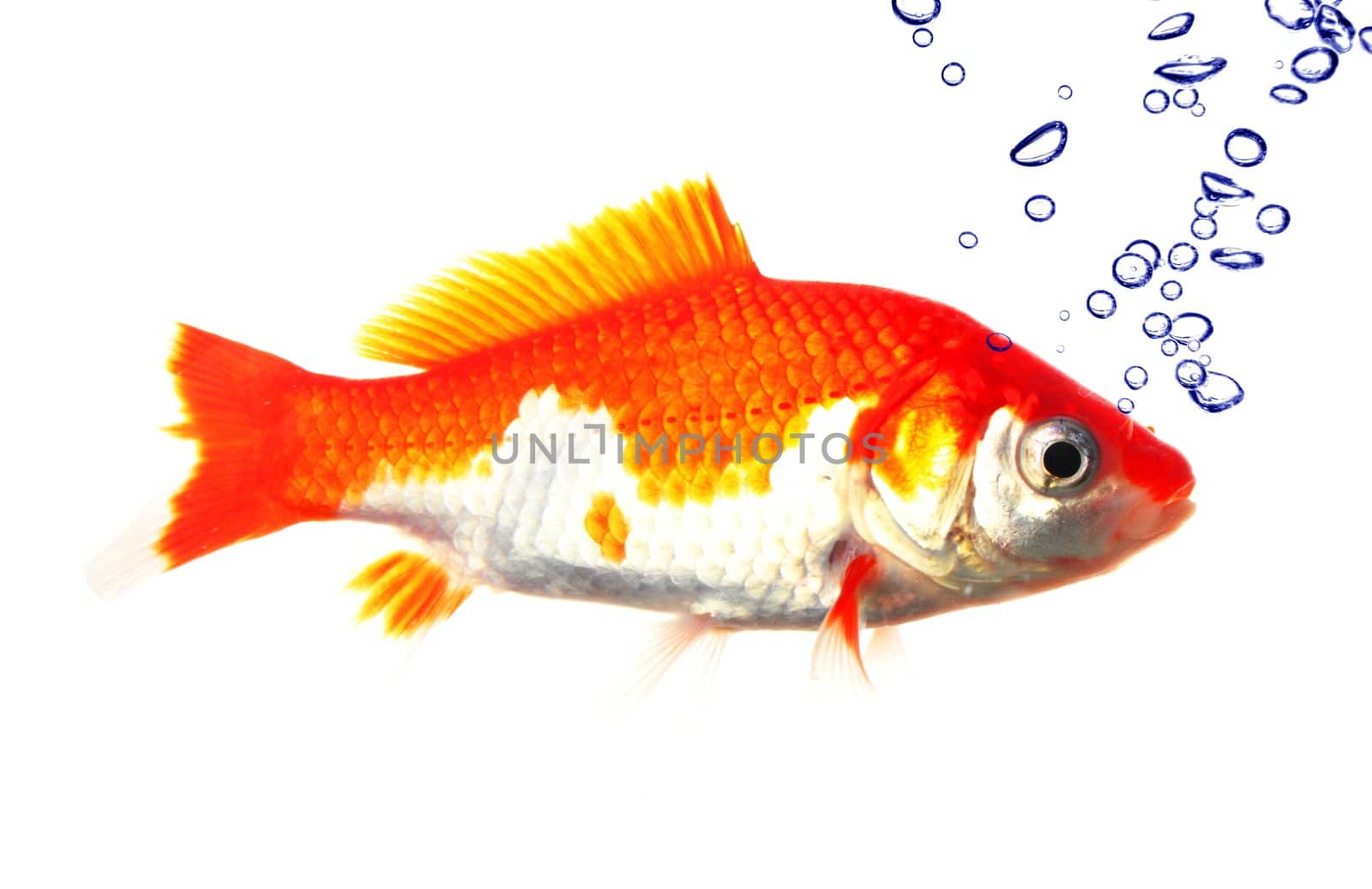 goldfish and bubbles isolated on white background