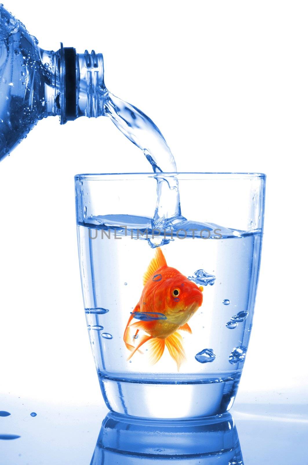 goldfish in drink glass showing jail prison free or freedom concept