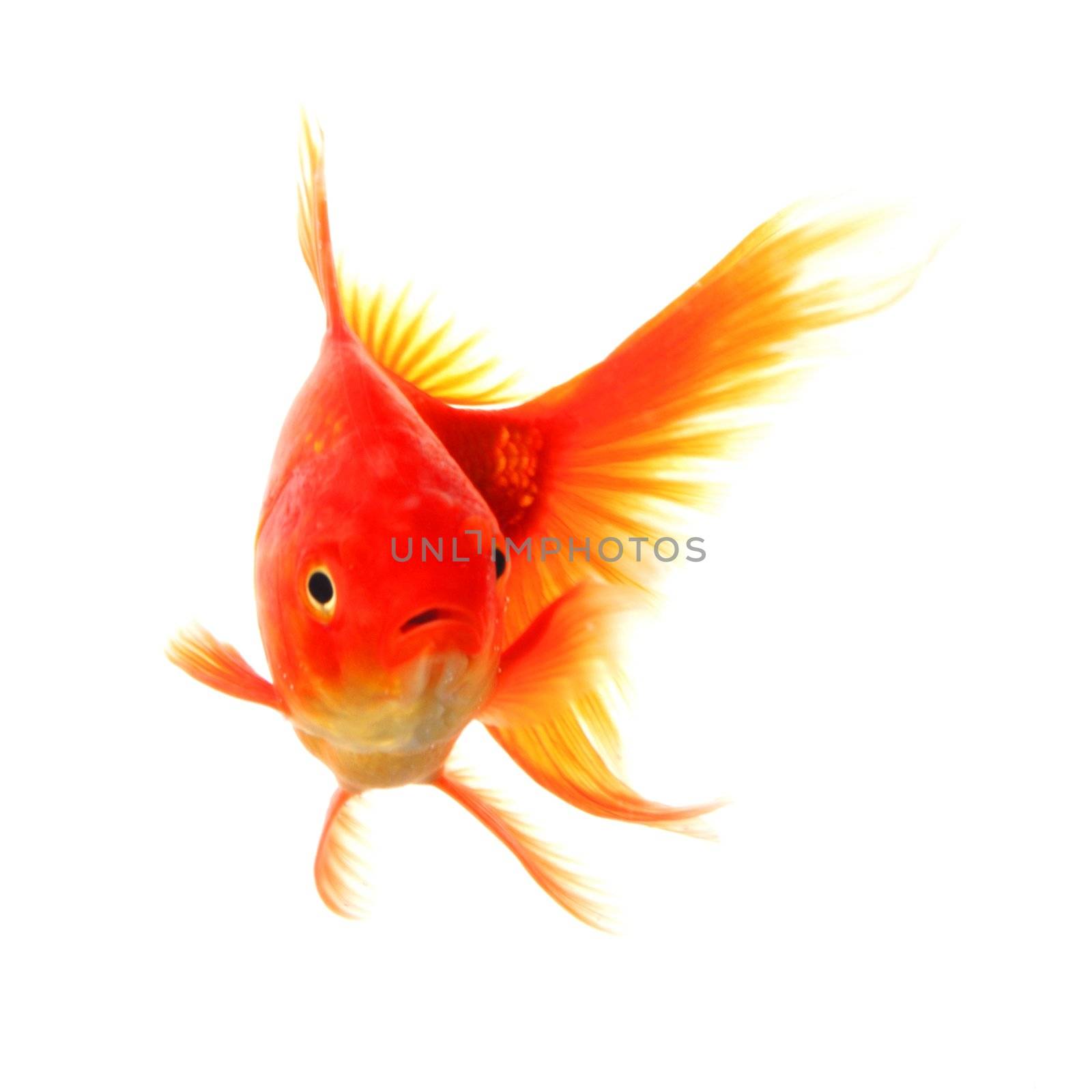 goldfish isolated on white showing success or job search concept