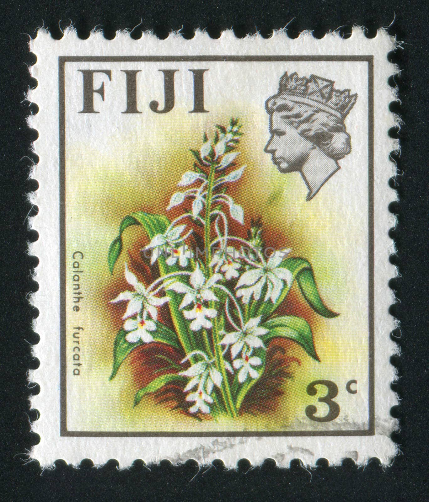 FIJI - CIRCA 1970: Beautiful tropical flower. Calanthe furcata, circa 1970.