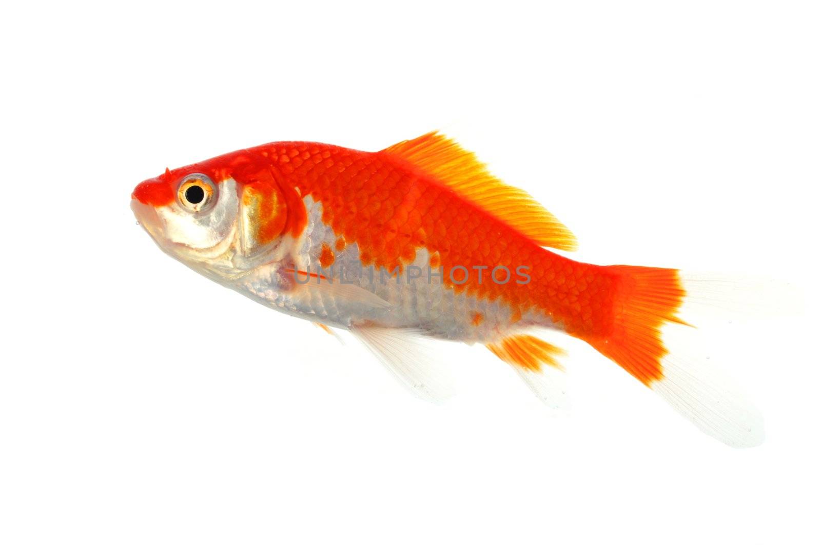 high quality image of goldfish swimming isolated on white background