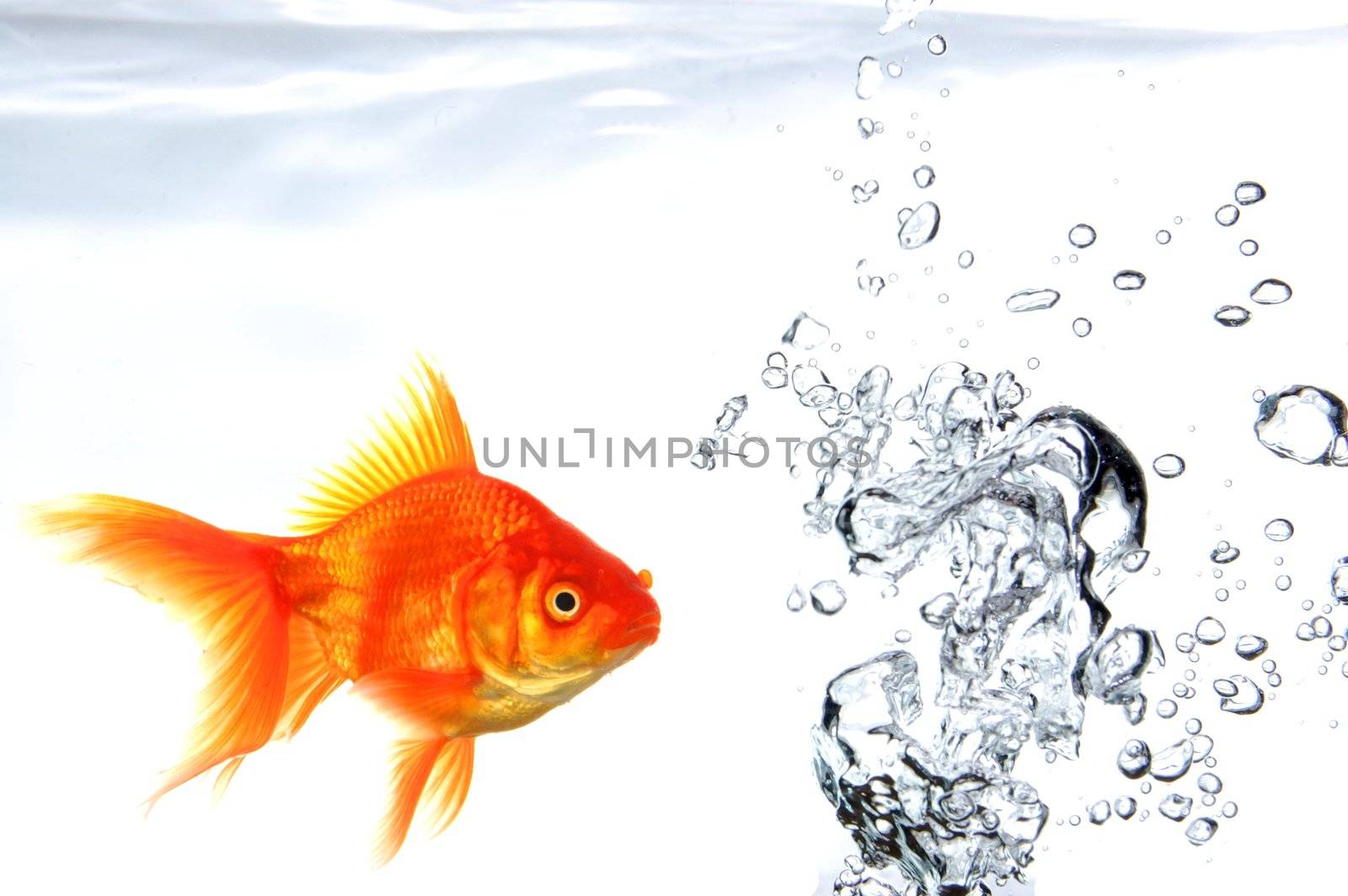 goldfish under water with bubbles and copyspace on white