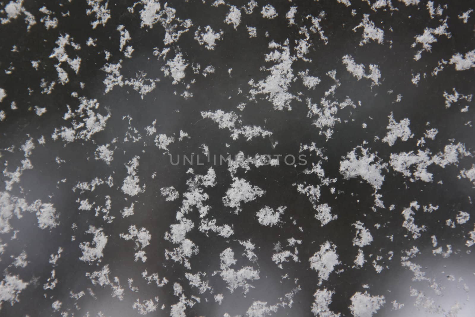 Fresh snowflakes on a window, makes a nice winter background.