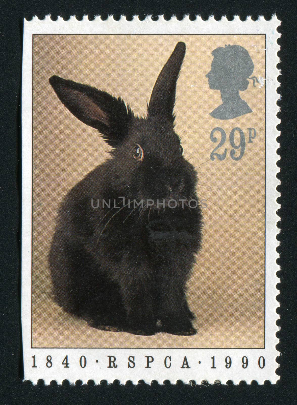 ISLE OF MAN - CIRCA 1990: Black rabbit, circa 1978.
