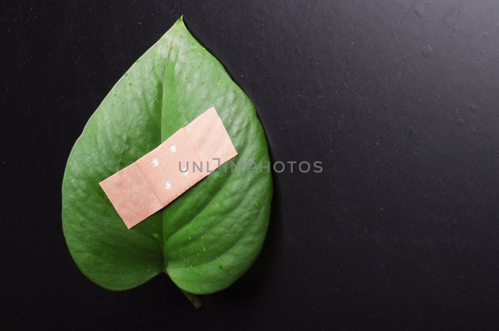 eco ecology or nature protection concept with leaf and band aid on black