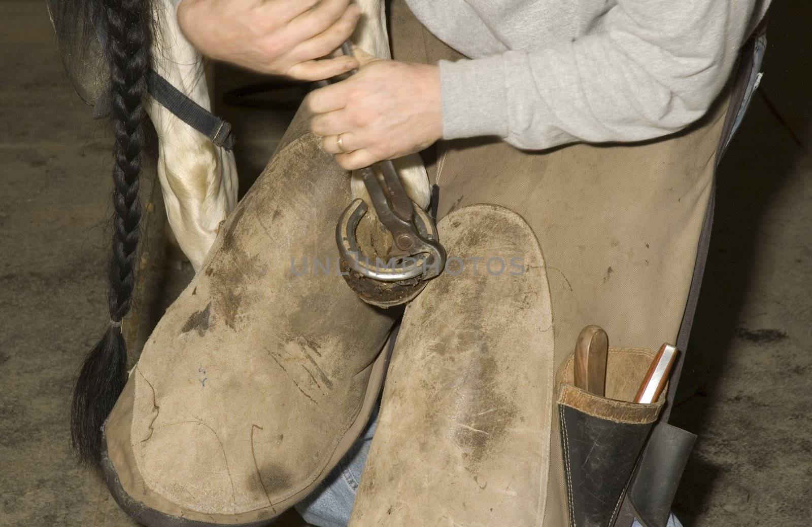 Farrier removing old shoe from horses hoof