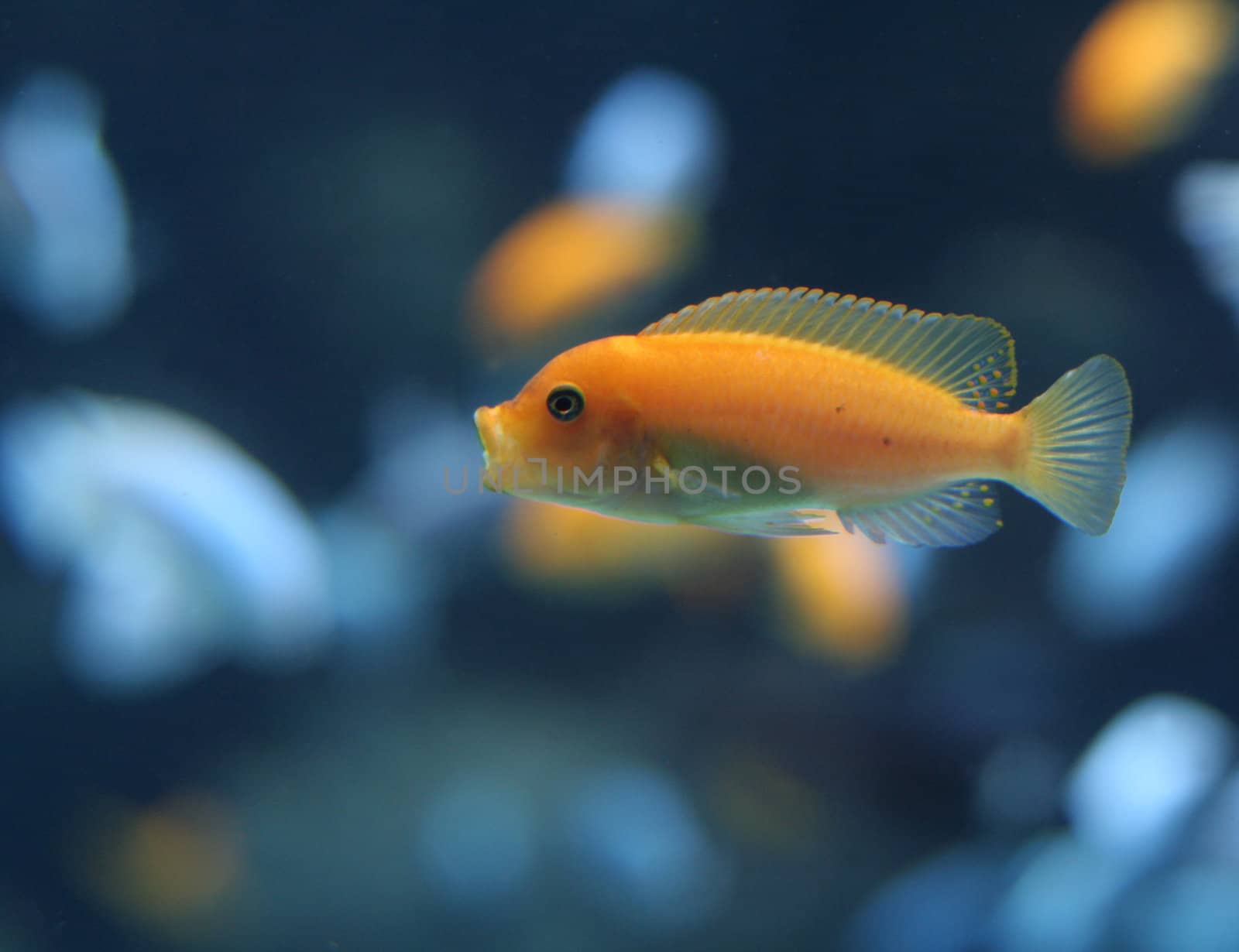 An orange cichlid with it's mouth wide open.