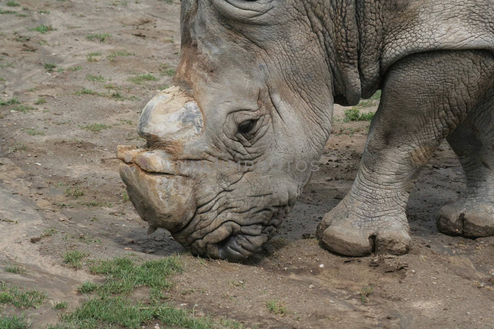 White Rhino Feeding
 by ca2hill