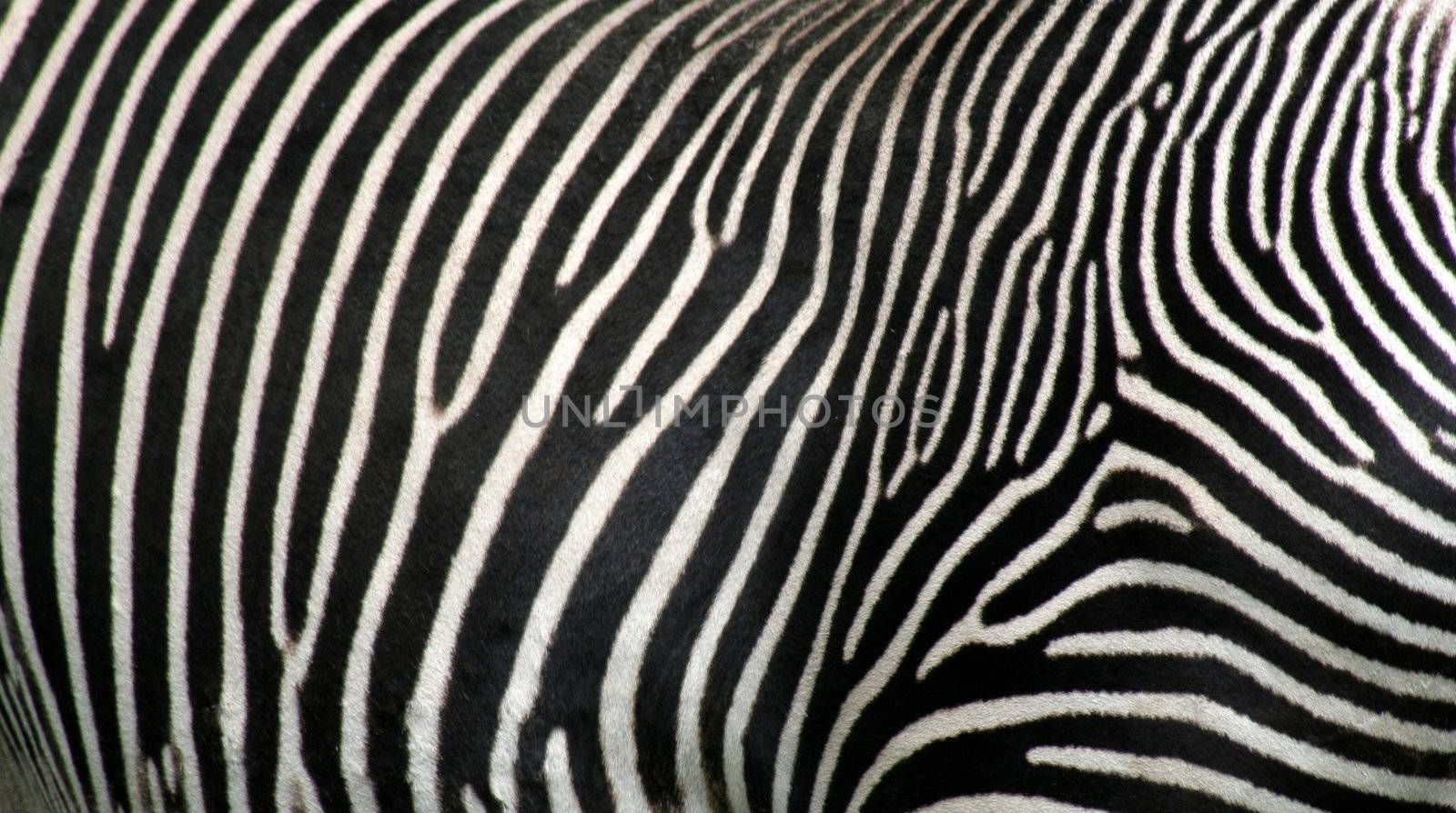 Zebra Hide
 by ca2hill