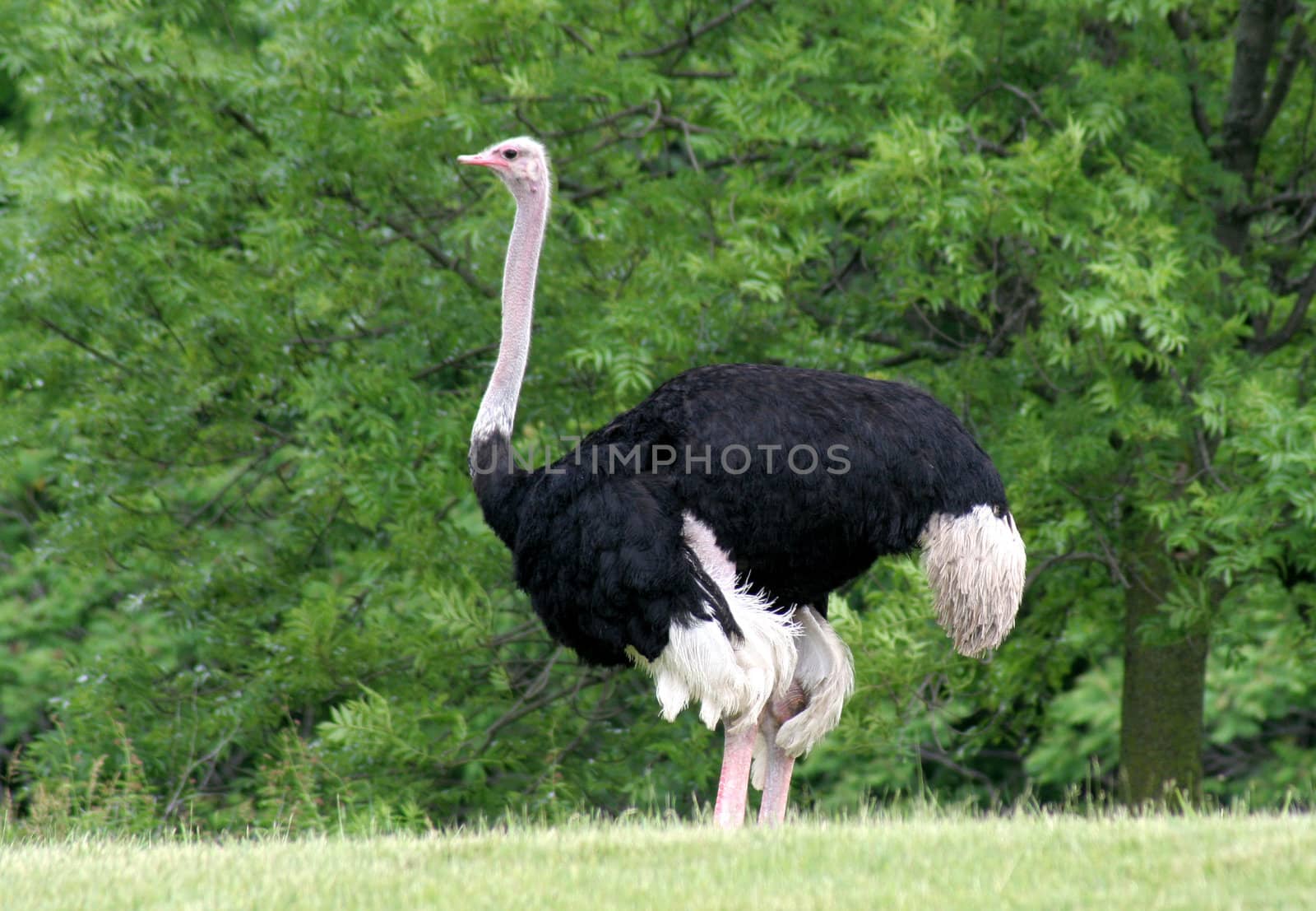 A stationary ostrich against a line of trees. 