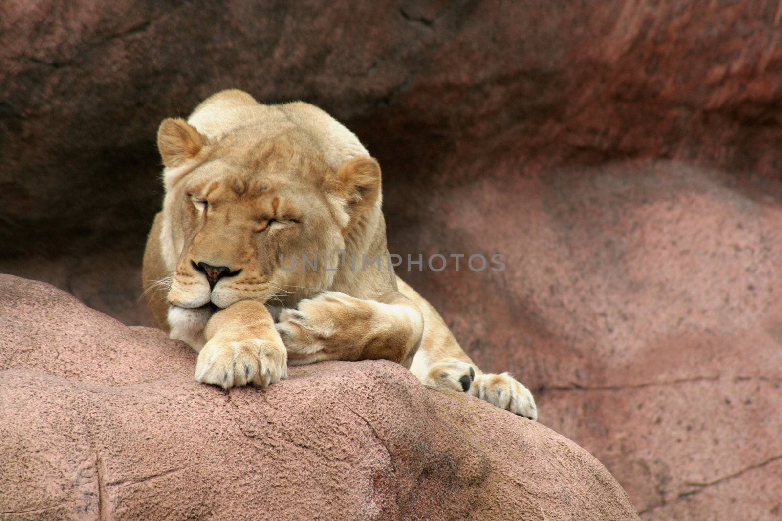 A sleeping lioness on a large rock.
