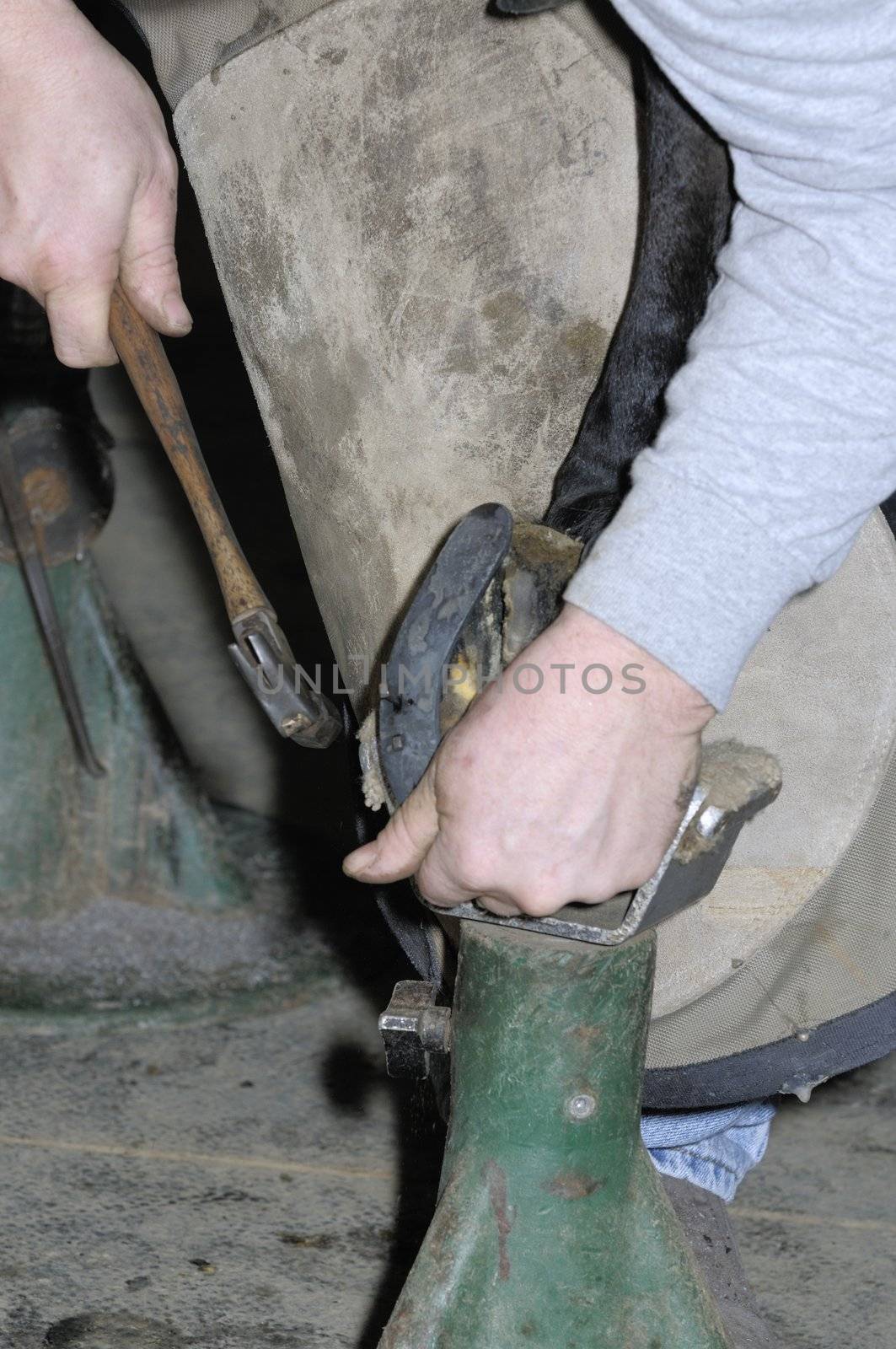 Farrier cleaning hot horse shoe ready for mounting on horses hoof