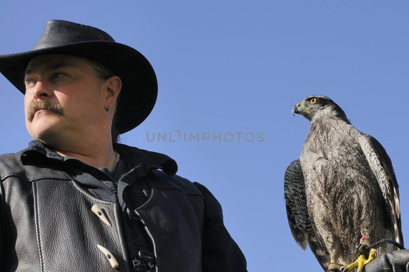 Falconer with a Goshawk sitting on gloved hand of handler 