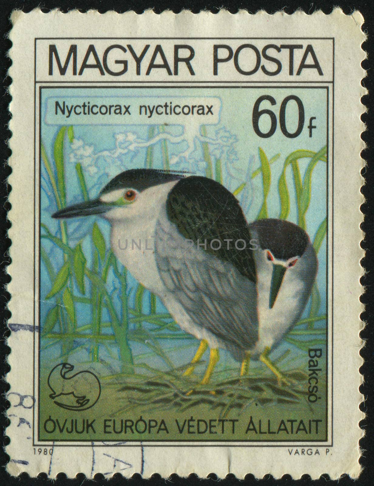 HUNGARY - CIRCA 1980: Black-crowned night heron, circa 1980.