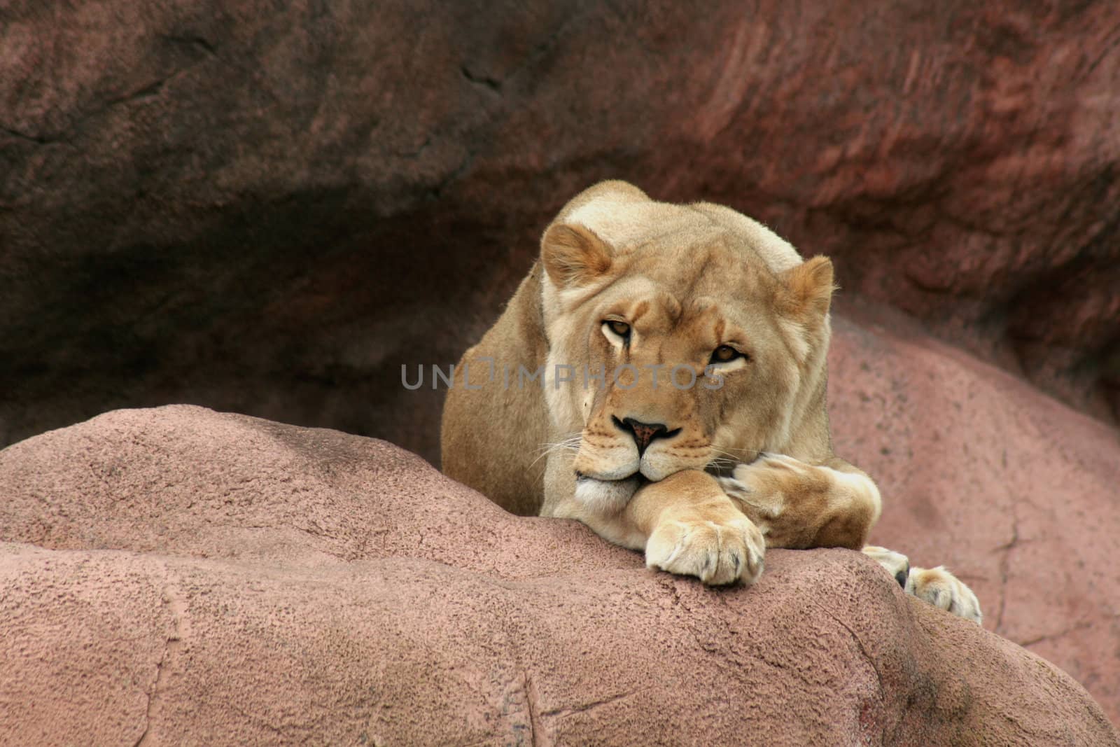 A lioness just waking up on a large rock.
