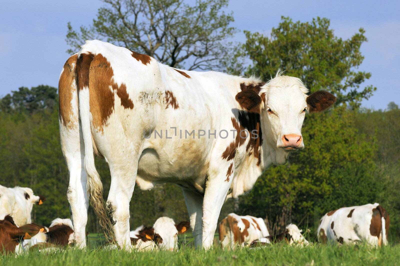 dairy cows in green pasture