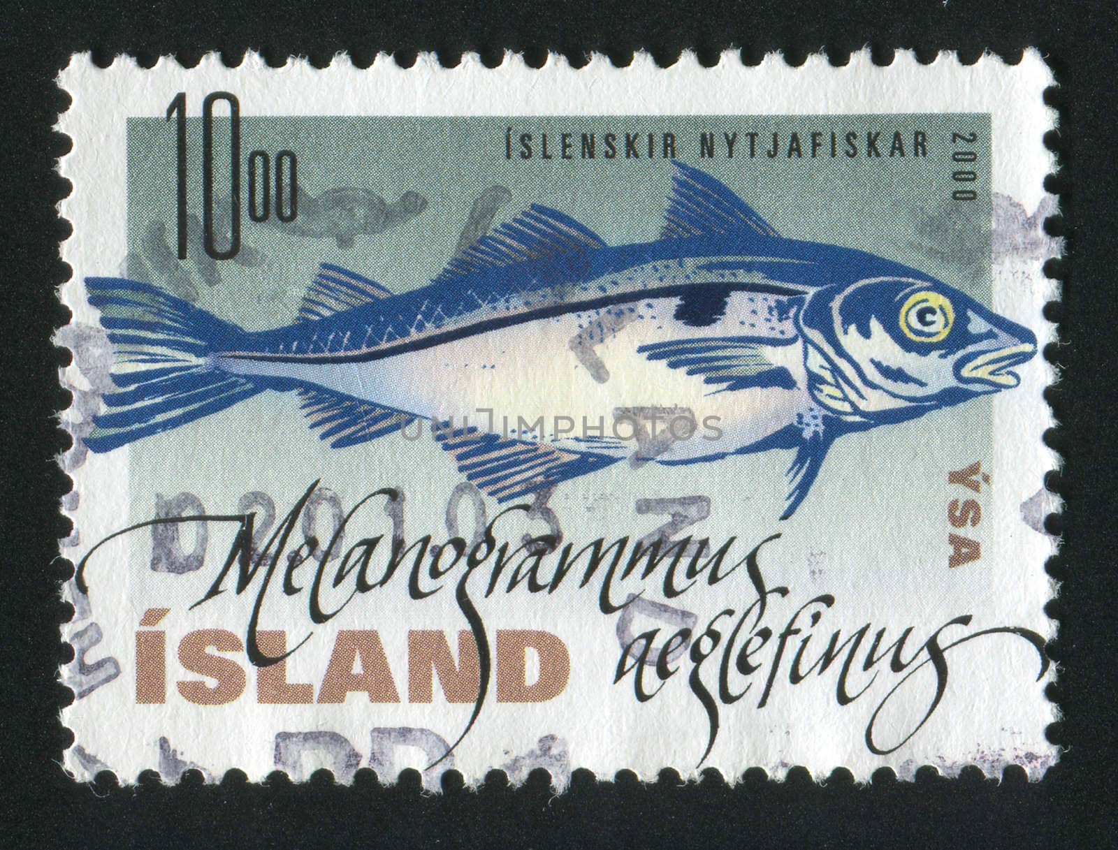ICELAND - CIRCA 2000: Fish. Gadus morhua, circa 2000.