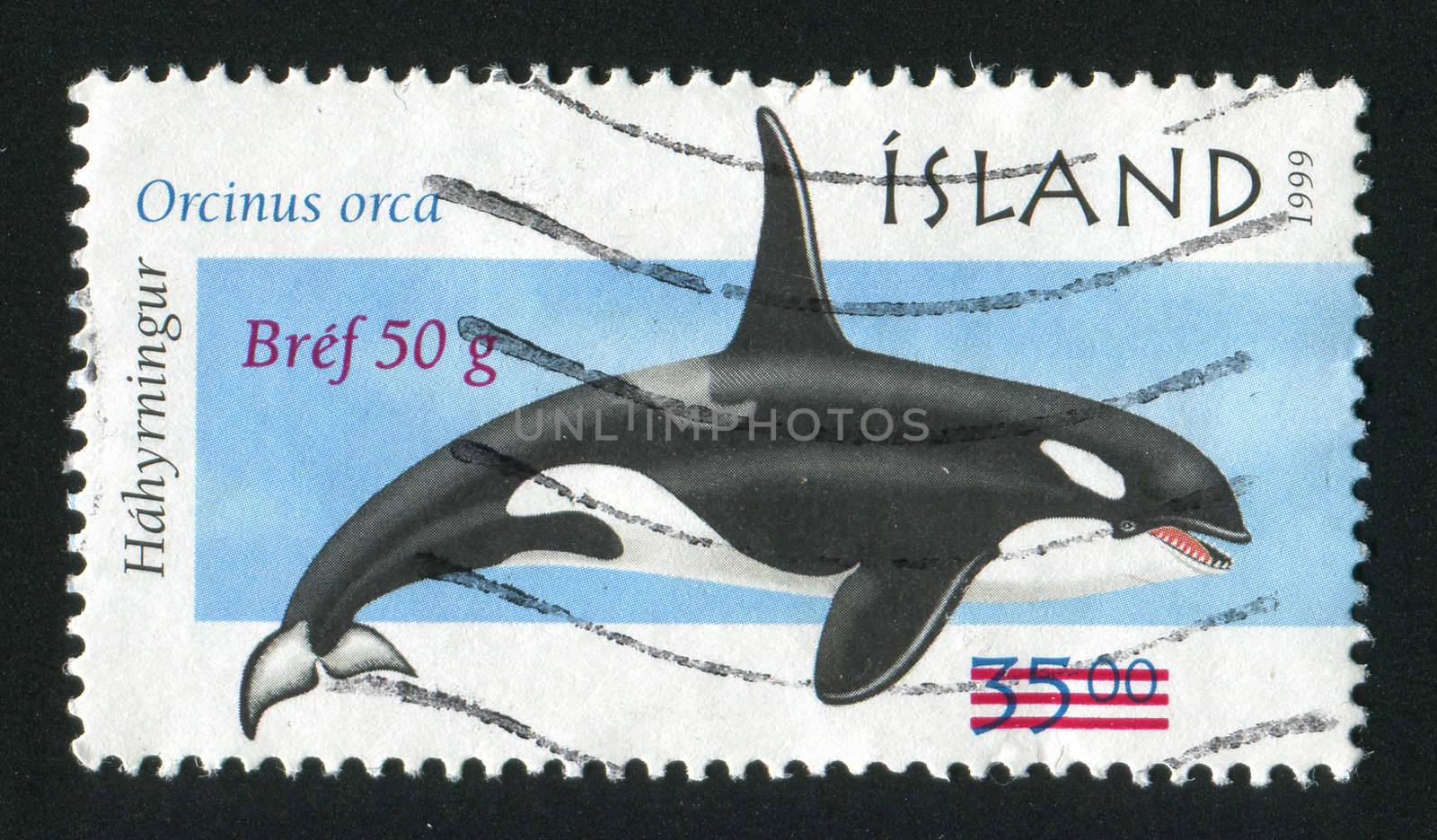 ICELAND - CIRCA 1999: Marine mammals. Orcinus orca, circa 1999.