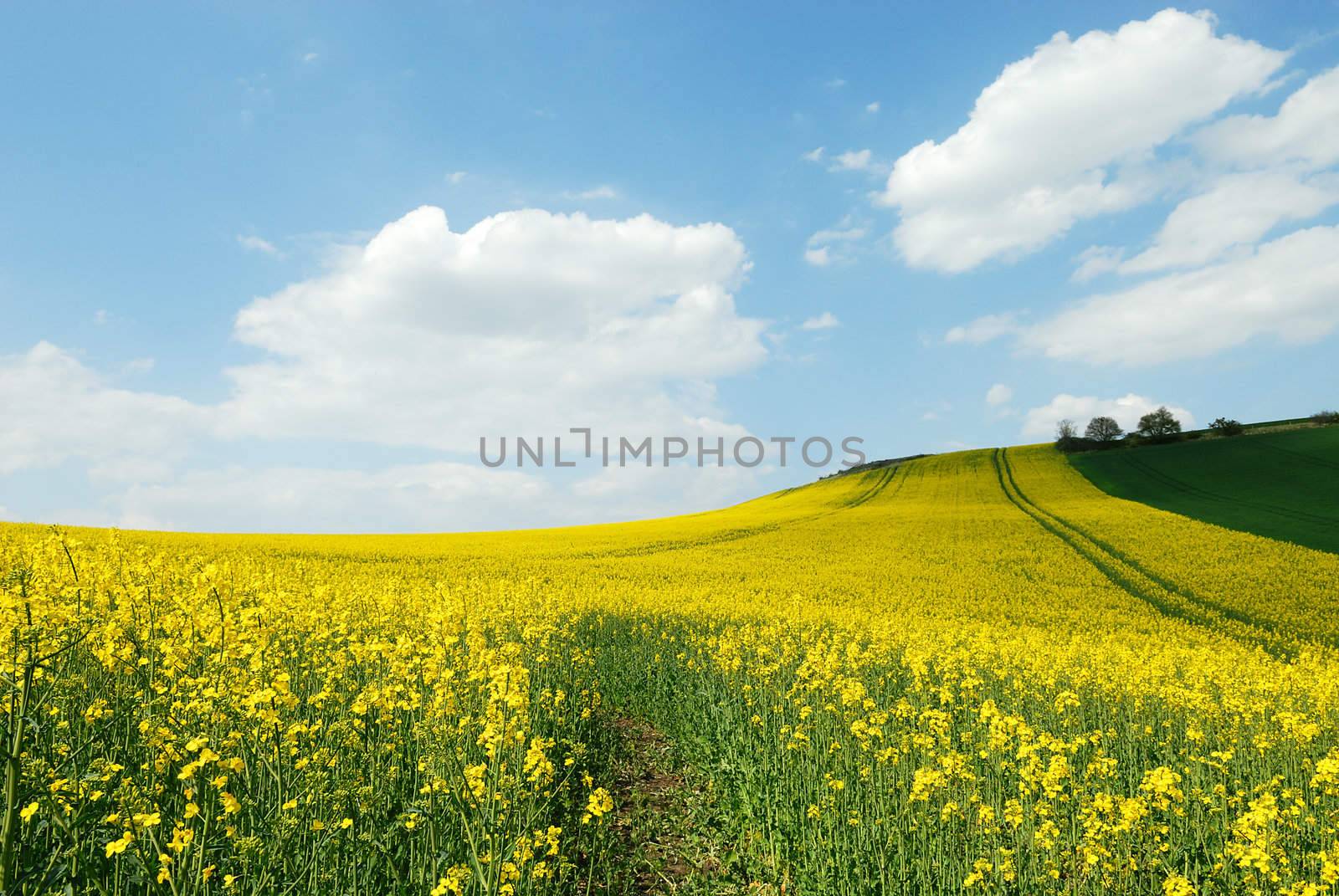 Culture of canola in the field, lanscape, rural scene