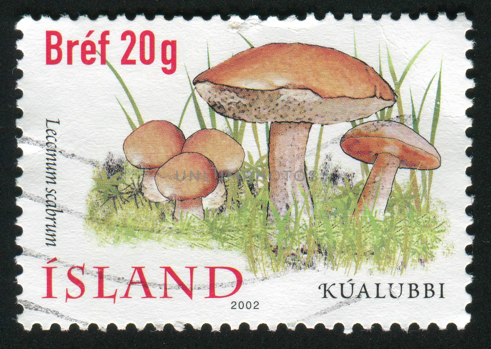 ICELAND - CIRCA 2002: Birch bolete is an edible mushroom in the family Boletaceae, circa 2002.