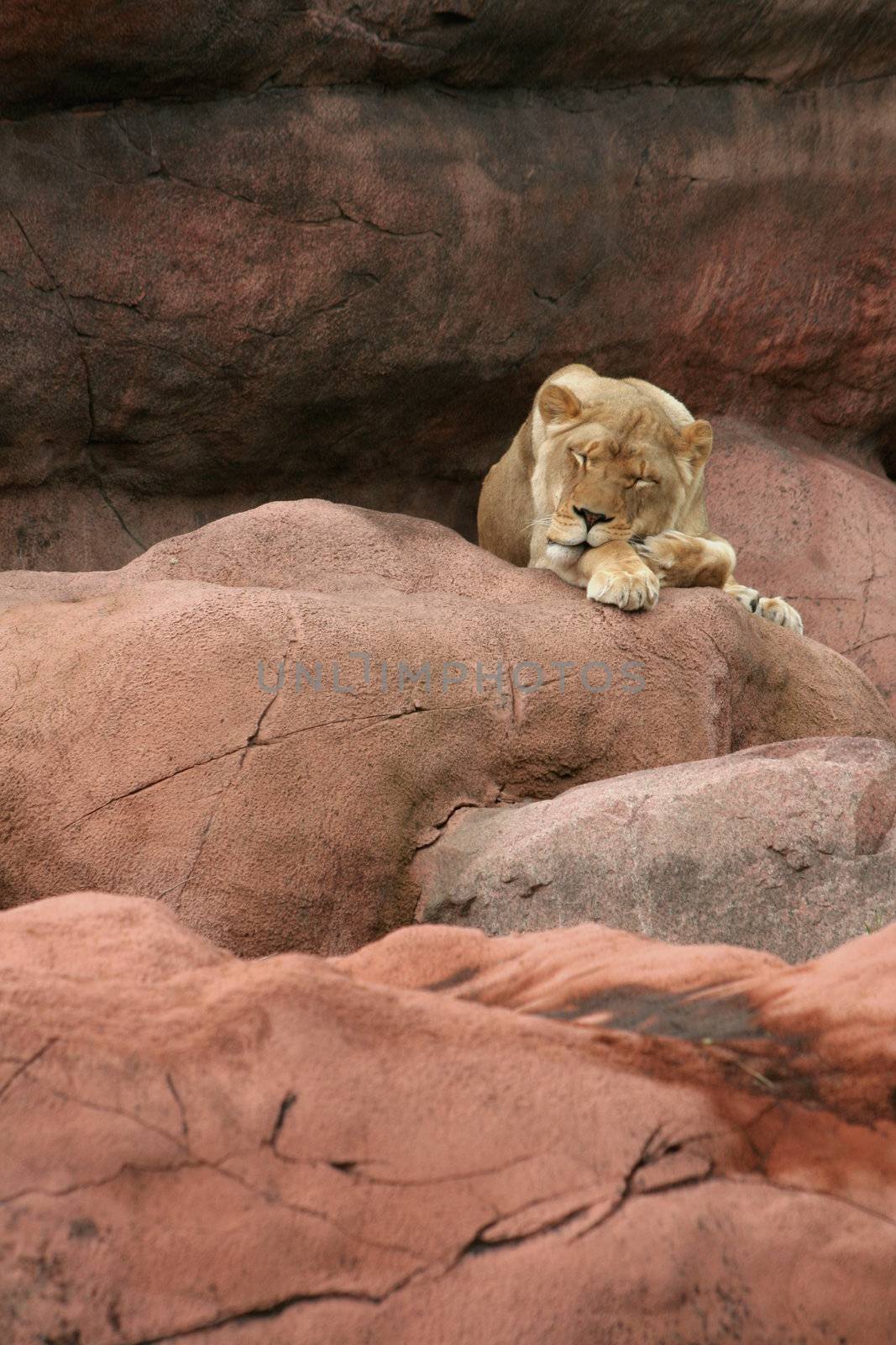 A sleeping lioness on a large rock.
