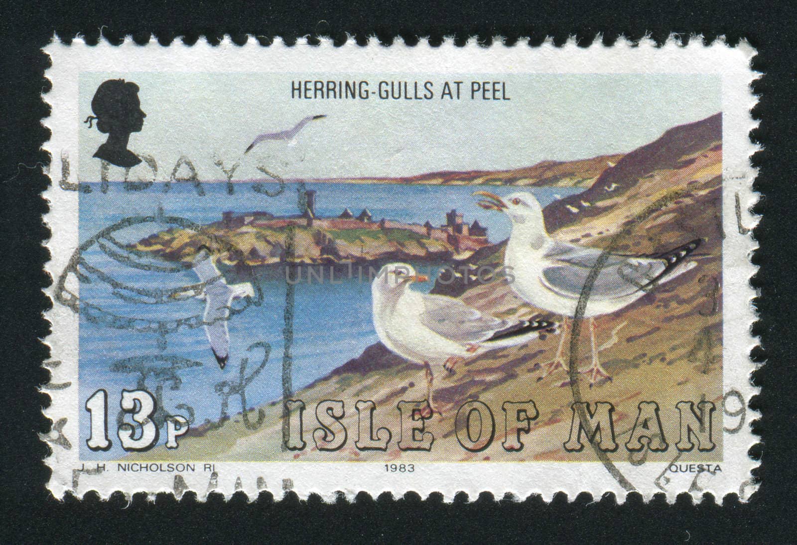 ISLE OF MAN - CIRCA 1983: Herring gulls, Peel, circa 1983.