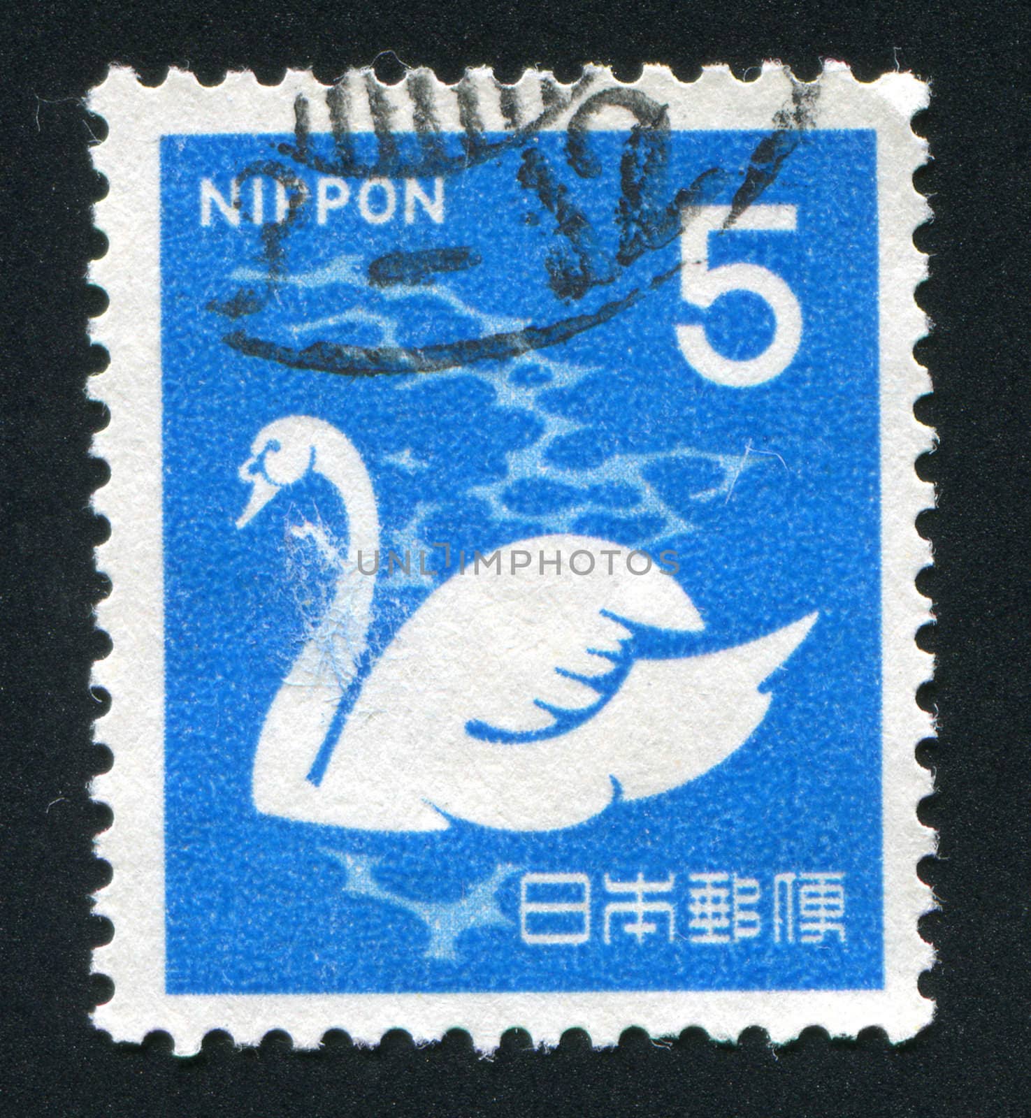 JAPAN - CIRCA 1962: The white swan floats on lake, circa 1962.