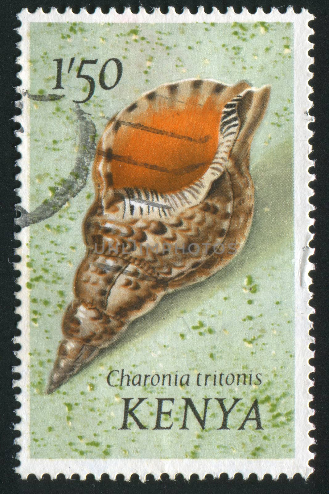 KENYA - CIRCA 1971: Gastropod shell is a shell which is part of the body of a gastropod or snail, circa 1971.
