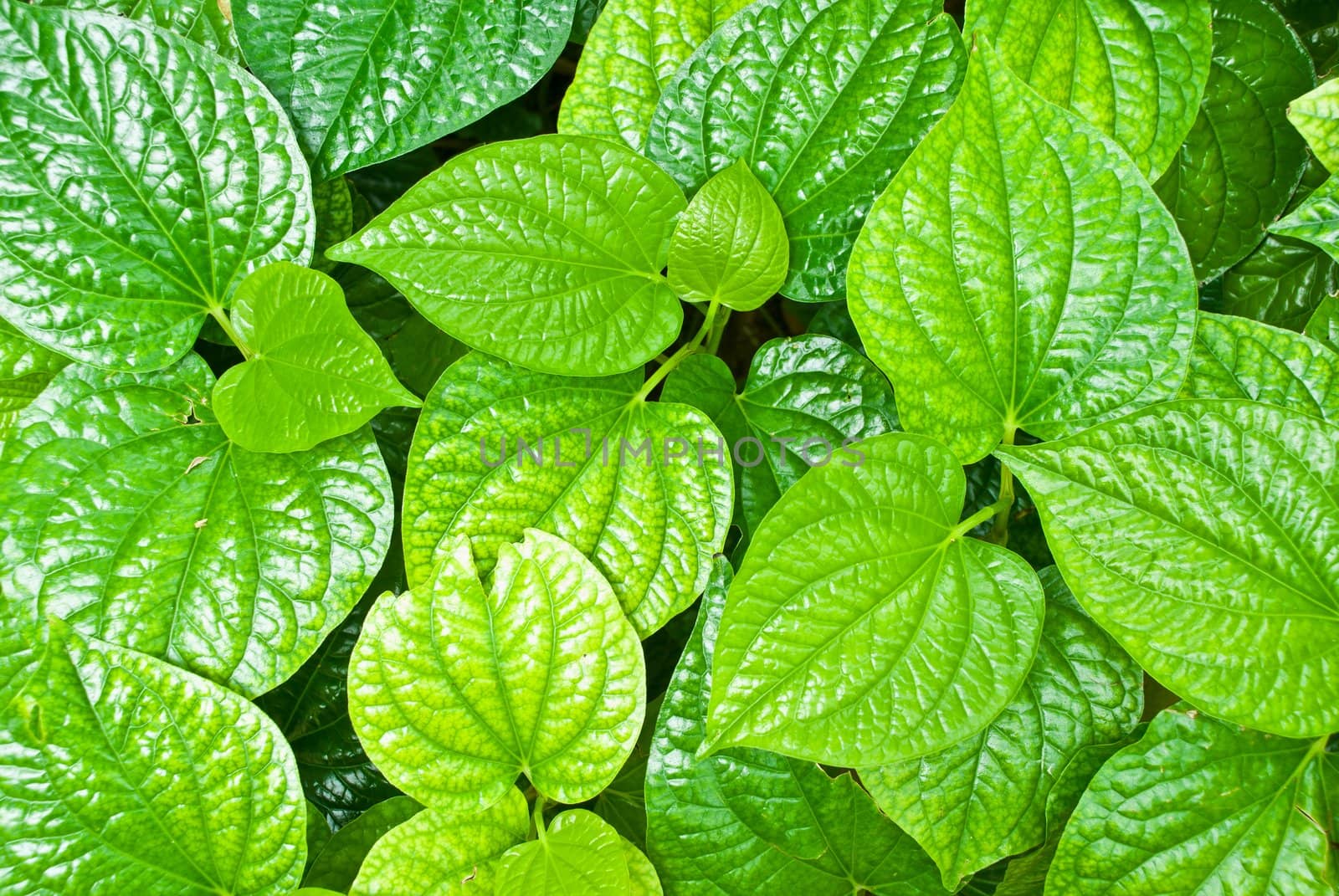 Green leafs background
 by sasilsolutions