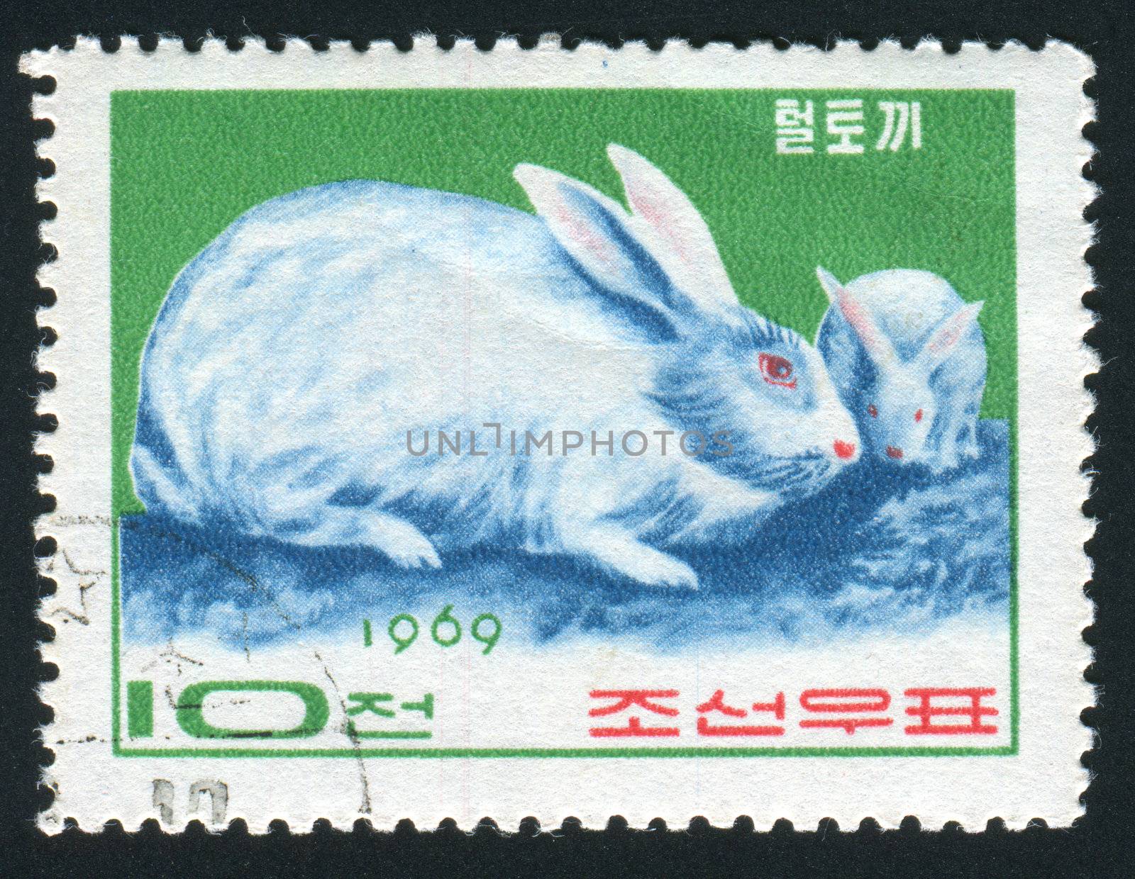 NORTH KOREA - CIRCA 1969: Two white rabbits play, circa 1969.