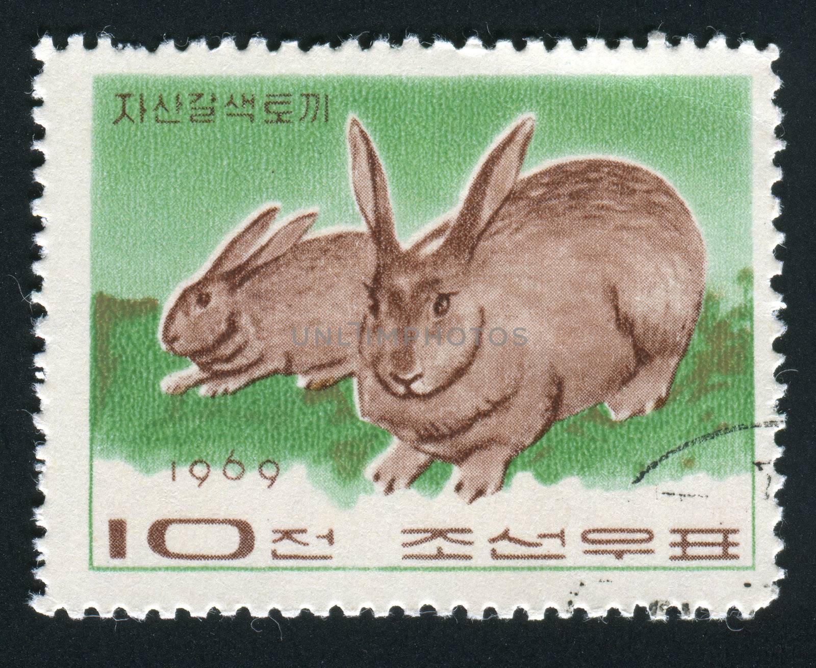 NORTH KOREA - CIRCA 1969: Two grey rabbits play, circa 1969.