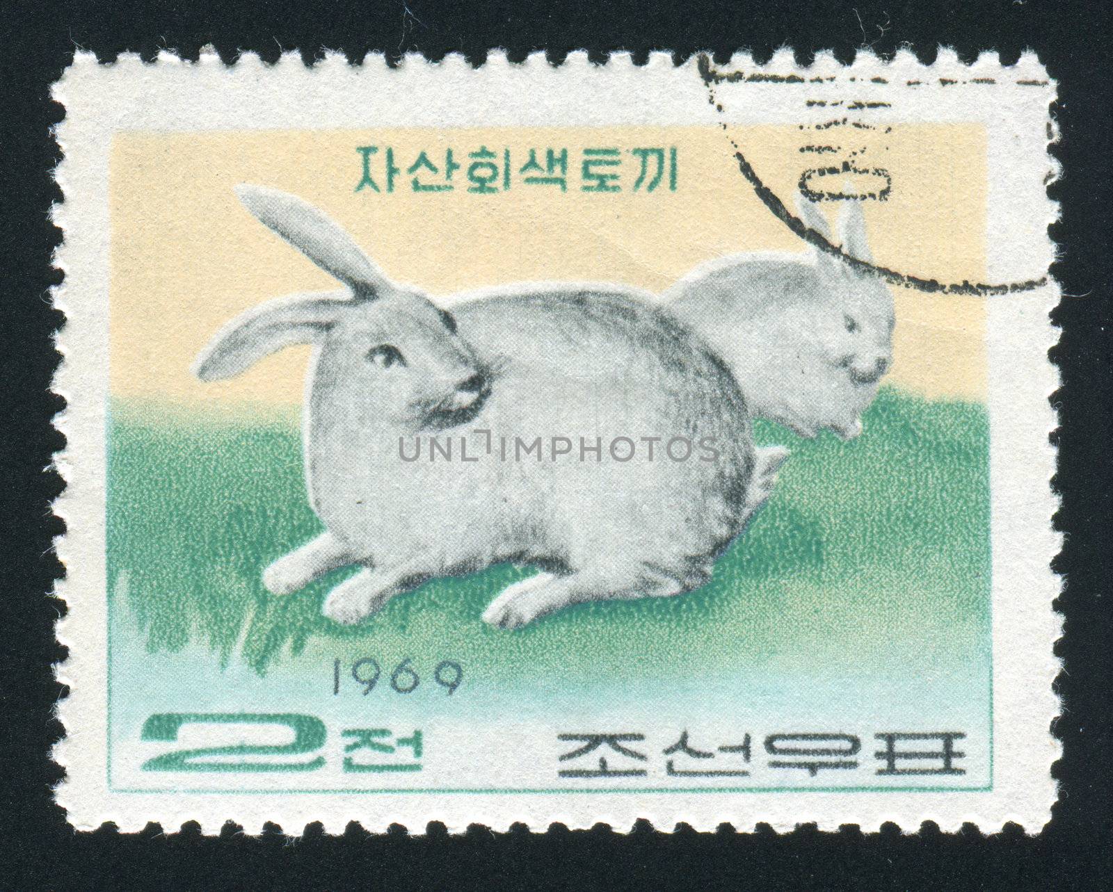 NORTH KOREA - CIRCA 1969: Two white rabbits play, circa 1969.