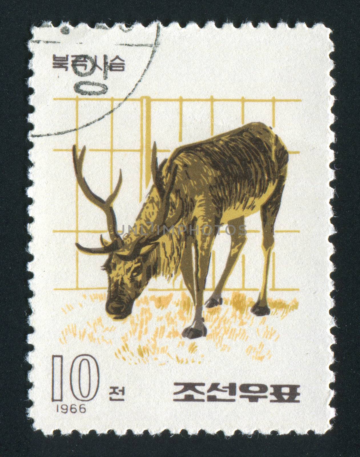 NORTH KOREA - CIRCA 1966: The polar deer eats a grass, circa 1966.