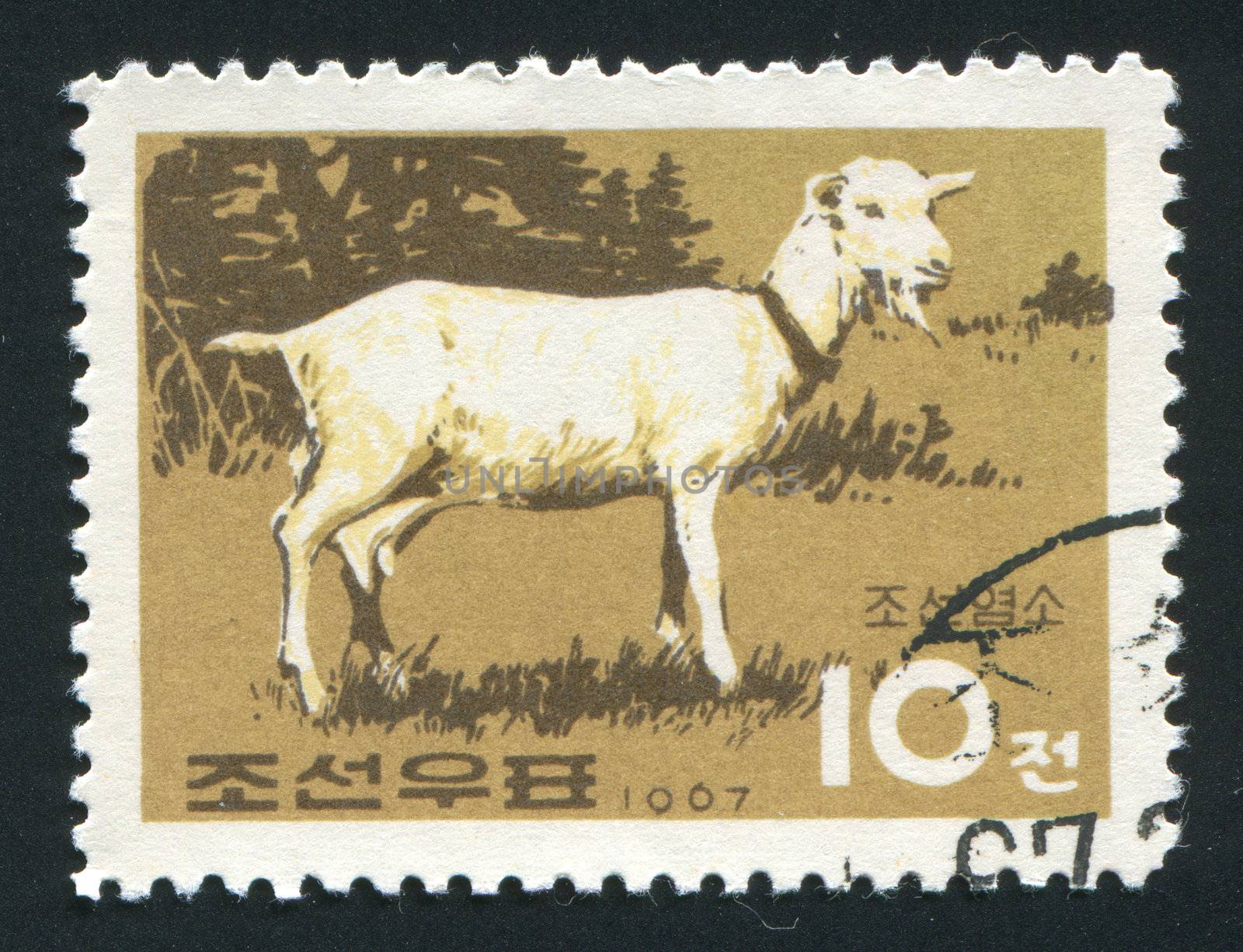 NORTH KOREA - CIRCA 1967: The goat is grazed on a meadow, circa 1967.